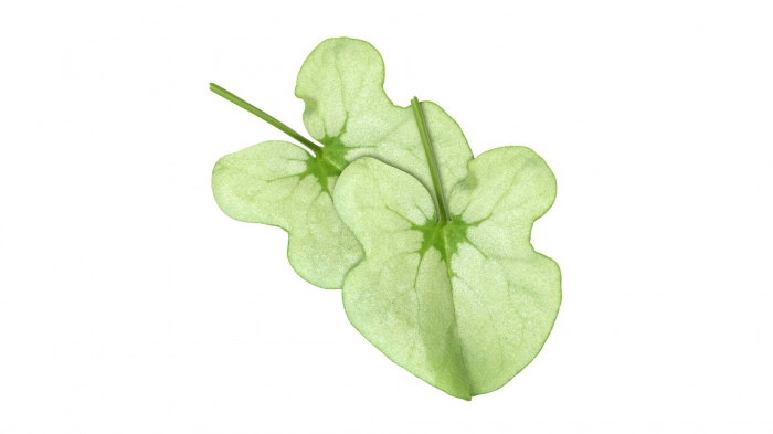 Syrha Leaves® [1]