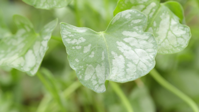 Syrha Leaves® [3]