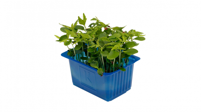 Tahoon® Cress, bax cu 16 pahare, 30x40cm [2]
