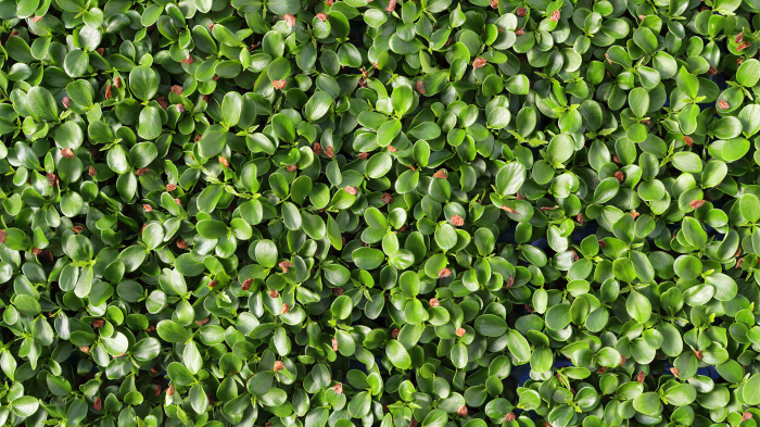 Tahoon® Cress, bax cu 16 pahare, 30x40cm [3]