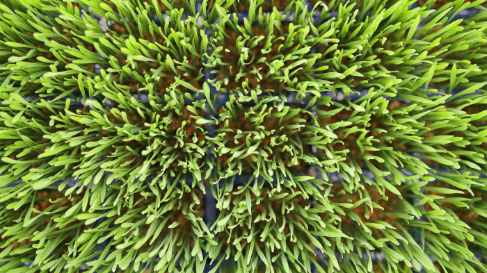 Wheat Grass, bax cu 16 pahare, 30x40cm [2]