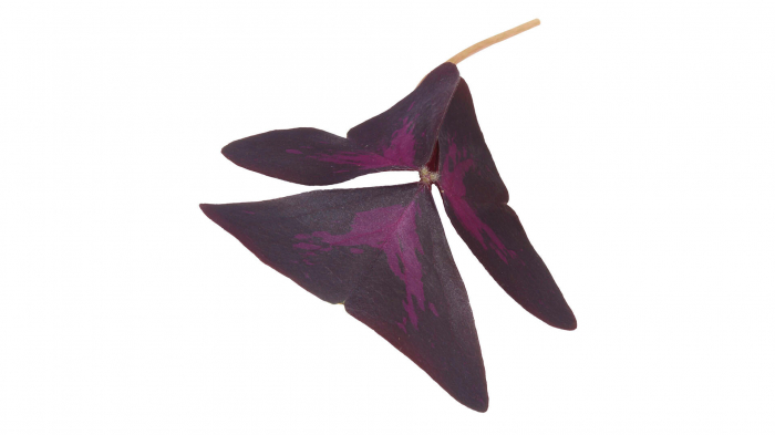 Yka Leaves®, bax cu 2 caserole a cate 15 frunze fiecare, 30x40cm [1]