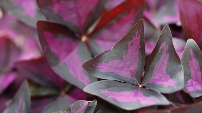 Yka Leaves®, bax cu 2 caserole a cate 15 frunze fiecare, 30x40cm [3]