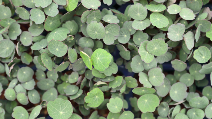 Zorri Cress, bax cu 16 pahare, 30x40cm [3]