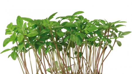 Microplante si cress - Aclla Cress®, bax cu 16 pahare, 30x40cm