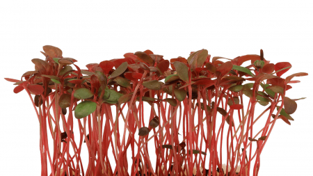 Microplante si cress - Adji Cress, bax cu 16 pahare, 30x40cm