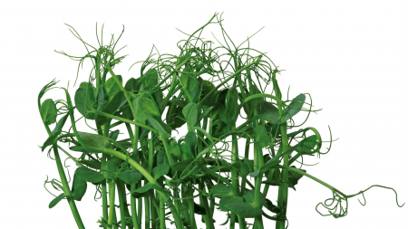 Microplante si cress - Affilla Cress®, bax cu 16 pahare, 30x40cm