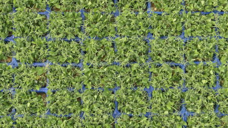 Affilla Cress®, bax cu 16 pahare, 30x40cm [2]