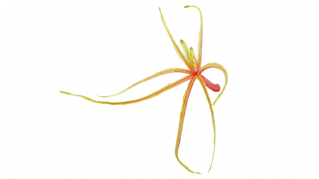 Microplante si cress - Aikiba® Leaves