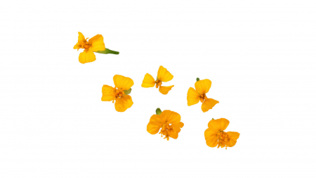 Microplante si cress - Anise Blossom, bax cu 2 pahare a cate 50 flori fiecare