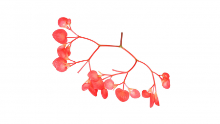 Microplante si cress - Apple Blossom, bax cu 2 caserole a cate 100 flori fiecare, 30x40cm