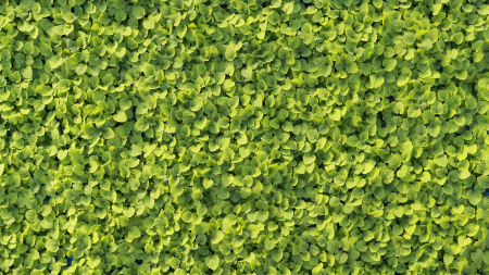 Atsina® Cress, bax cu 16 pahare, 30x40cm [2]