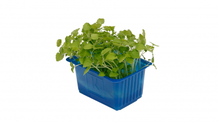 Atsina® Cress, bax cu 16 pahare, 30x40cm [1]