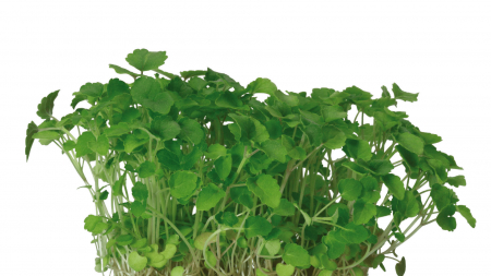 Microplante si cress - Atsina® Cress, bax cu 16 pahare, 30x40cm