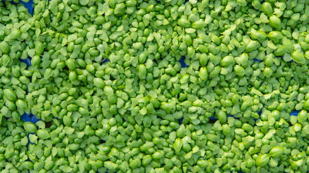 Basil Cress, bax cu 16 pahare, 30x40cm [2]