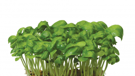 Microplante si cress - Basil Cress, bax cu 16 pahare, 30x40cm