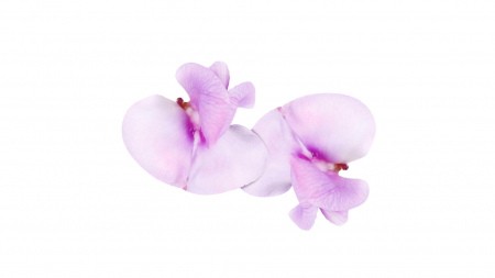 Microplante si cress - Bean Blossom, bax cu 2 pahare a cate 20 flori fiecare