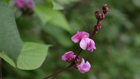 Bean Blossom, bax cu 2 pahare a cate 20 flori fiecare [2]