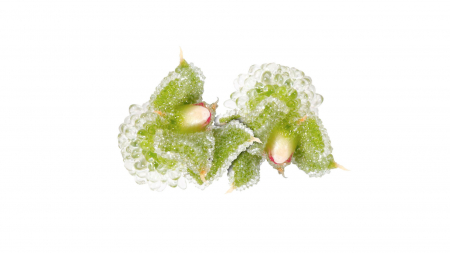 Microplante si cress - Blinq Blossom®, bax cu 2 pahare a cate 20 flori fiecare, 30x40cm