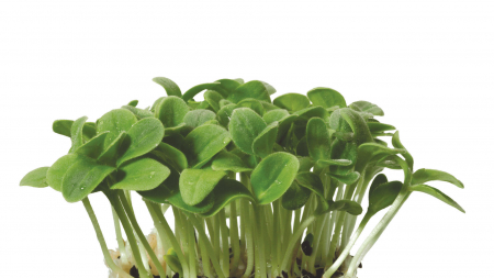 Microplante si cress - Borage Cress