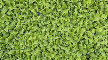 Borage Cress [2]