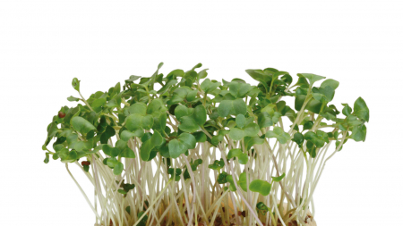 Microplante si cress - Broccocress®, bax cu 10 pahare, 30x40cm