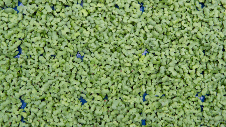 Broccocress®, bax cu 10 pahare, 30x40cm [2]