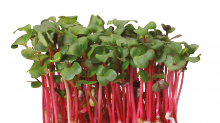 Microplante si cress - Chilli Cress, bax cu 16 pahare, 30x40cm