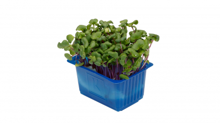 Chilli Cress, bax cu 16 pahare, 30x40cm [1]