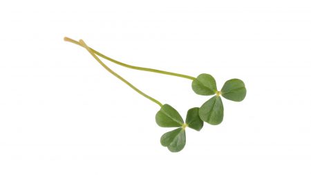 Microplante si cress - Citra Leaves®