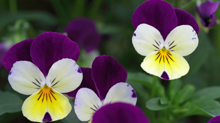 Cornabria Blossom® [6]