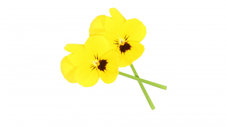 Microplante si cress - Cornabria Blossom®