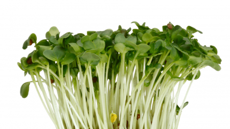 Microplante si cress - Daikon Cress®, bax cu 16 pahare, 30x40cm