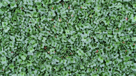 Daikon Cress®, bax cu 16 pahare, 30x40cm [2]