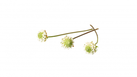 Microplante si cress - Dushi® Buttons, bax cu 2 pahare a cate 50 flori, 30x40cm