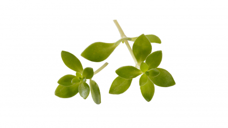 Microplante si cress - Gangnam Tops, bax cu 2 caserole a cate 50 flori, 30x40cm