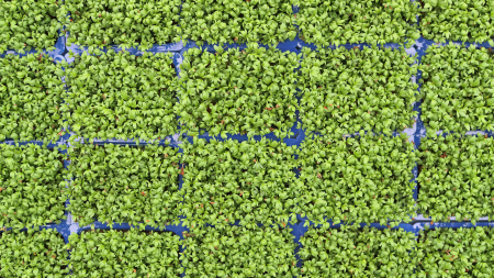 Garden Cress, bax cu 10 pahare, 30x40cm [2]