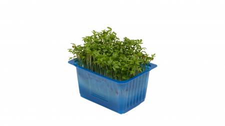 Garden Cress, bax cu 10 pahare, 30x40cm [1]