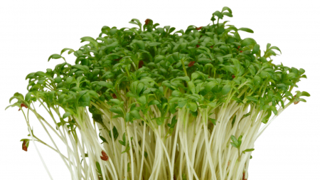 Microplante si cress - Garden Cress, bax cu 10 pahare, 30x40cm
