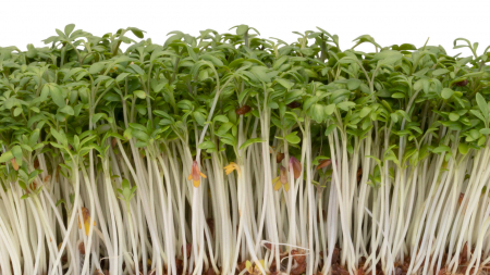 Microplante si cress - Gardencress (Bio)