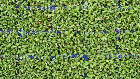 Ghoa Cress®, bax cu 16 pahare, 30x40cm [2]