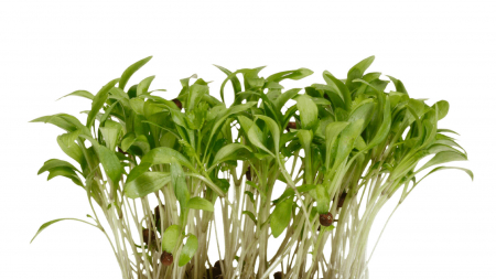 Microplante si cress - Ghoa Cress®, bax cu 16 pahare, 30x40cm