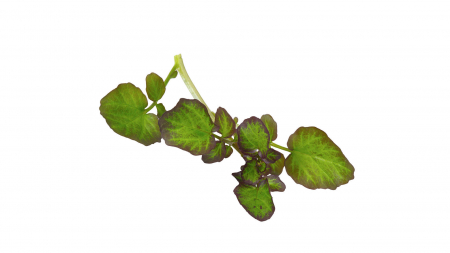 Microplante si cress - Hippo Tops