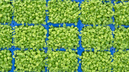 Honny® Cress, bax cu 16 pahare, 30x40cm [2]