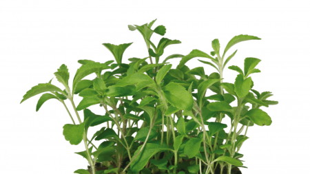 Microplante si cress - Honny® Cress, bax cu 16 pahare, 30x40cm