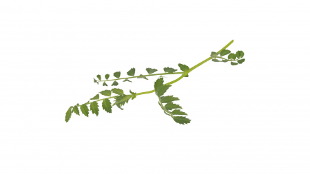 Microplante si cress - Hummus Leaves