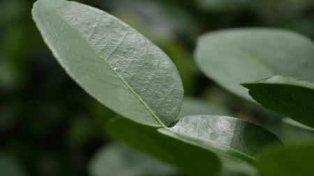 Kaffir Lime Leaves, bax cu 2 caserole a cate 25 frunze, 30x40cm [2]