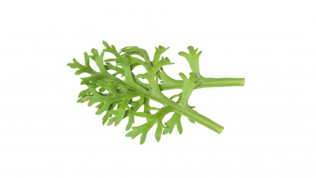 Microplante si cress - Kikuna® Leaves, bax cu 2 caserole a cate 25 frunze fiecare, 30x40cm