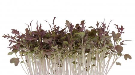 Microplante si cress - Kyona Mustard Cress