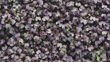 Kyona Mustard Cress [2]